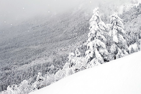 日本Ysusugatake山的自然雪山和树 爬坡道 旅游图片