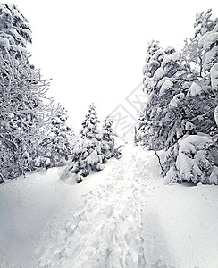 日本的天然雪丘 道路和树 日本Yatsugatake山 安岳 假期图片