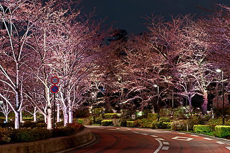 夜里在日本街的红樱樱花花 亚洲 公园图片