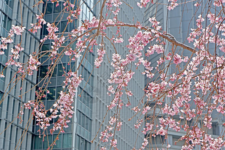 在日本市区的 城市建筑 樱樱樱花花花图片