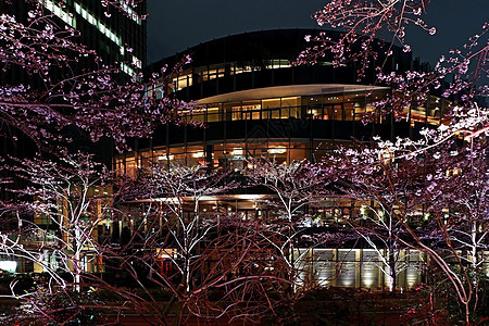 夜里在日本街的红樱樱花花 市中心 建筑 浪漫的 花园图片
