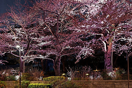 夜里在日本街的红樱樱花花 亚洲 旅行 季节图片
