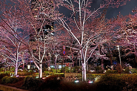 夜里在日本街的红樱樱花花 花园 市中心 城市 绽放图片