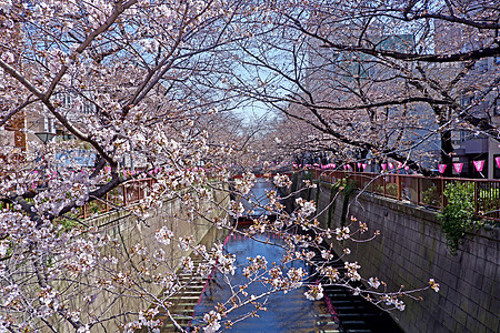 日本传统城市河流 樱樱花花花花 传统灯和 季节 开花背景