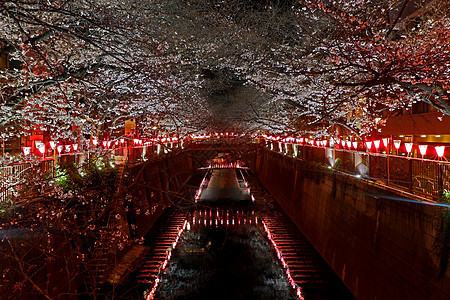 夜里在日本街的红樱樱花花 路 晚上 浪漫的 樱桃图片
