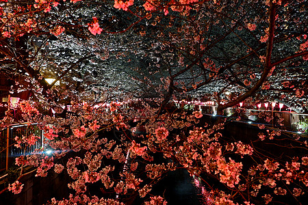 樱樱樱花花花 日本传统灯在附近 浪漫的 假期 樱桃背景