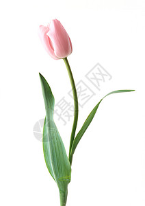 单粉色玫瑰花和绿假图片