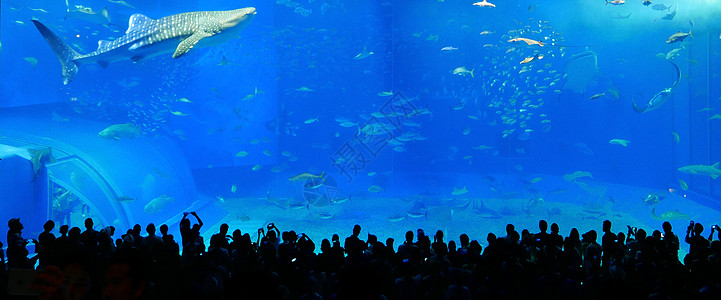 日本海洋公园冲冲海水族馆图片