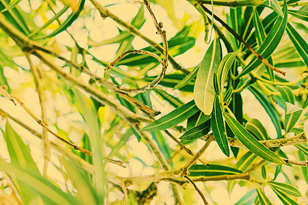 植物背景 橄榄树枝和夏天的叶子 异国情调 旅行 全景图片
