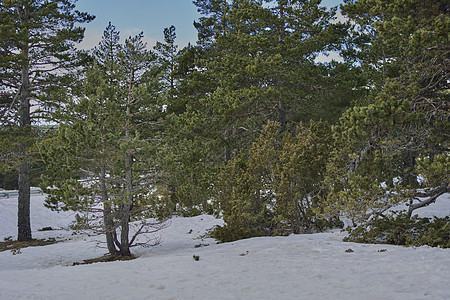 寒冬明亮的雪山风景 国家 天空 孤独 海浪 冰冷的 木头图片