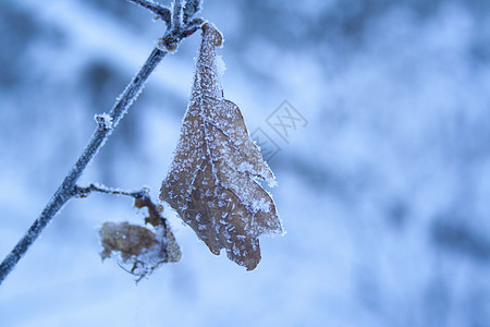 雪霜覆盖的棕色旧橡树叶 一月 天气 植物学 植物群 早晨 季节背景