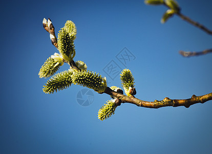 柳树树枝上春花图片