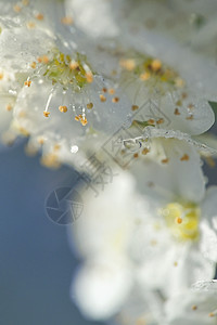 白色斯皮拉花朵的关闭 蔷薇科 花束 花序 情人节 花园图片