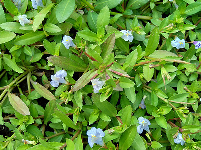  通常称为水复流 brahmi 百叶叶质可乐 优美草药 印度便士 天然植物 户外 开花图片