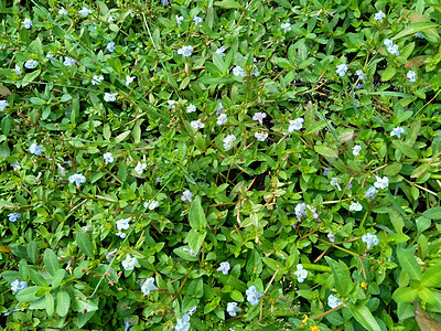  通常称为水复流 brahmi 百叶叶质可乐 优美草药 印度便士 天然植物 延缓衰老 提取物图片