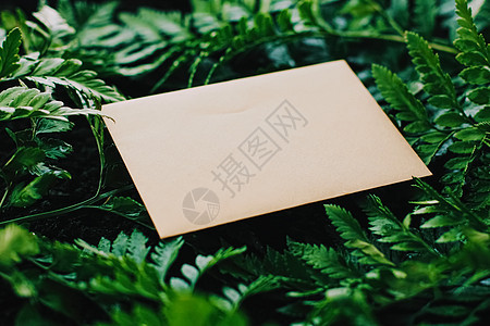 空信封和自然绿叶 纸卡作为背景 来往信函和通讯的纸牌 叶子 问候卡背景图片