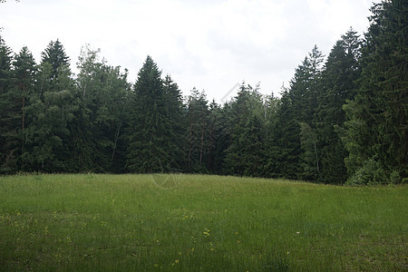 瑞士萨克森州的绿草地和森林图片