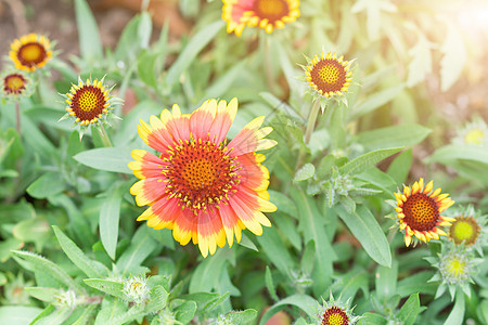 花园里的夏春花 阳光明媚的橙色花朵图片