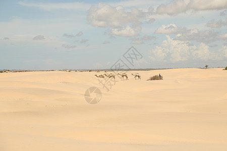 沙漠中的骆驼 阴影 假期 迪拜 非洲 沙漠景观 晴天 家畜图片