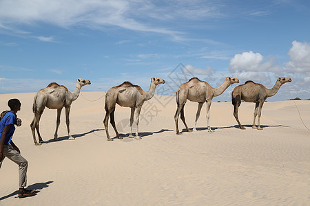 沙漠骆驼沙漠中的骆驼 高度 冷清 家畜 动物行为 沙漠植物 男人背景
