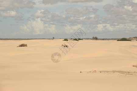沙漠中的骆驼 沙漠景观 家畜 工人 沙漠小镇 内罗毕 热的 团体图片