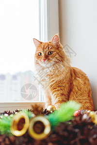 坐在手工制作的圣诞树边窗子上的可爱小猫图片