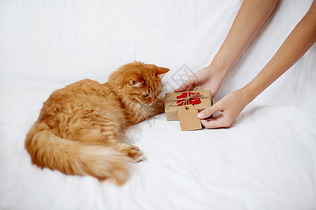 金吉儿猫好奇地看手工艺纸上的礼物 配着编织的红雪花 她喜欢吃奶粉和甜点图片
