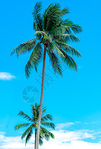 在晴朗的蓝天和洁白的云彩上的椰子树 夏天和par图片