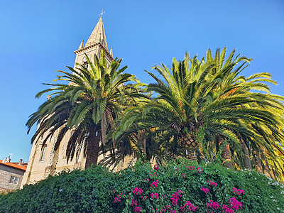 热带植物和教堂塔图片