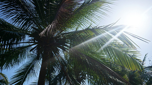 含有椰子的美丽的热带棕榈树 晴天 天空 阴影 异国情调图片
