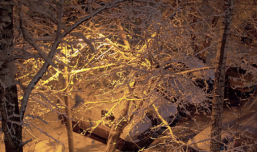街灯照亮的白雪覆盖着树木图片