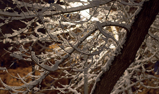黑夜中 白雪笼罩着树枝图片