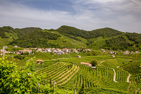 周围葡萄园县全景 生长 葡萄栽培 爬坡道 芳香 葡萄藤 红酒杯图片