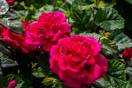 花园玫瑰图片