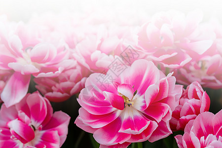 粉红美丽的花朵 天然背景 春花计划 婚礼 植物图片