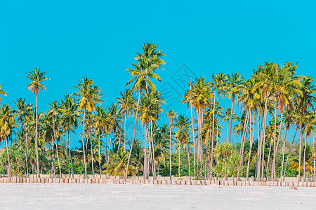 白沙沙滩上的大棕榈树 警笛声 美人鱼 热带 岛 海岸线图片