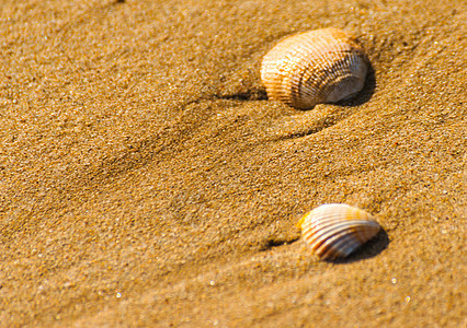 躺在被水冲刷过的沙滩上的天然贝壳 热带 晴天图片