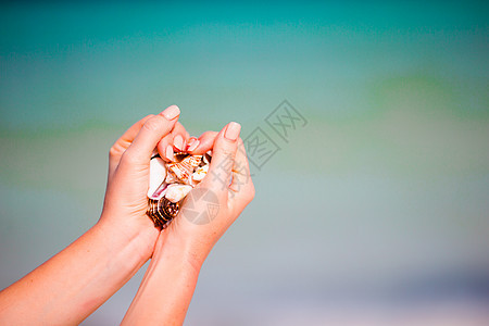 紧紧握着各种美丽的贝壳的手图片
