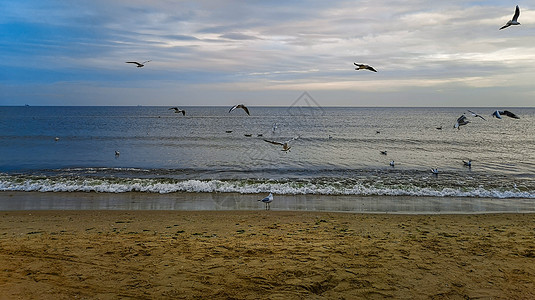 Swinoujscie海滨海滩附近 白海鸥在夜总会中充斥着白色海鸥 科学技术 自然图片