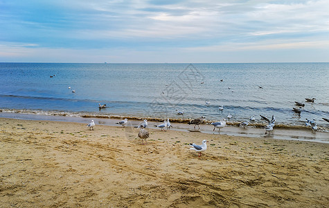 Swinoujscie海滨海滩附近 白海鸥在夜总会中充斥着白色海鸥 十一月 野生动物图片