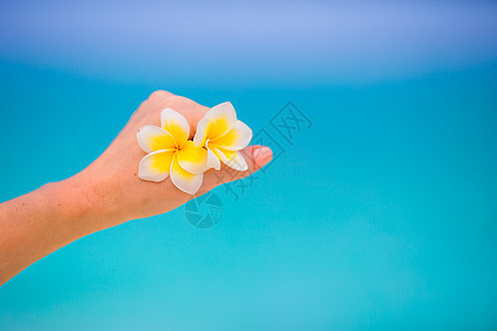 美丽的frangipani花朵背景背景 在白色海滩的绿绿海 清爽 和谐图片