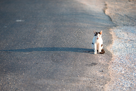 Tricolor 流浪猫在希腊的路上图片