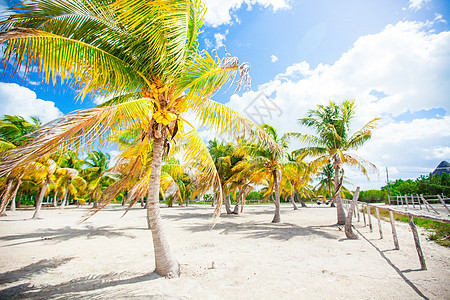 岛上白沙滩上的棕榈树图片
