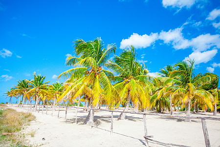 墨西哥Holbox岛白沙滩上的棕榈树 夏天图片