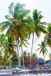 白沙沙滩上的棕榈树 拉戈 岛 绿松石 自然 假期 植物图片