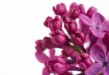 紫色立花枝 白底花朵图片