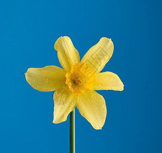 蓝底蓝的黄花朵 春花之花 黄色的 季节 绽放 植物图片