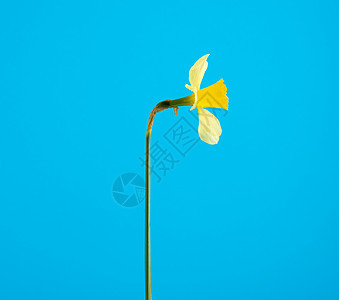 蓝底蓝的黄花朵 春花之花 植物 盛开 新鲜的 水仙花图片