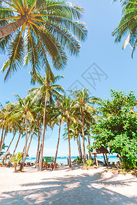 在沙滩上的椰子棕榈树 海浪 太阳 天 可爱岛 户外图片