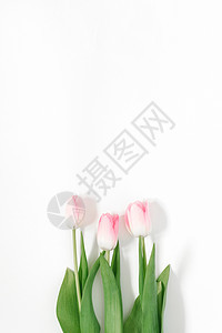 可爱的粉红色郁金香在背景中 美丽的春天的花朵 假期卡图片